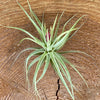 Tillandsia aeranthos, organically grown air plants for sale at TOMs FLOWer CLUB.