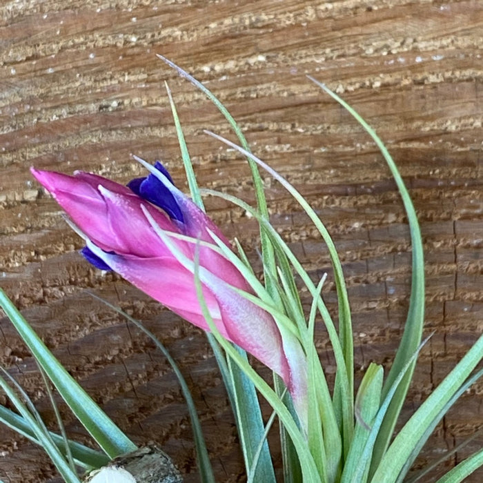 Tillandsia aeranthos, organically grown air plants for sale at TOMs FLOWer CLUB.