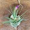 Tillandsia aeranthos, organically grown air plants for sale at TOMs FLOWer CLUB.