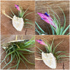 Tillandsia aeranthos, organically grown air plants for sale at TOMs FLOWer CLUB.