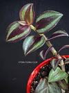 Tradescantia Zebrina Pumilla, organically grown tropical plants for sale at TOMs FLOWer CLUB.