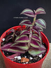 Tradescantia Zebrina Pumilla, organically grown tropical plants for sale at TOMs FLOWer CLUB.