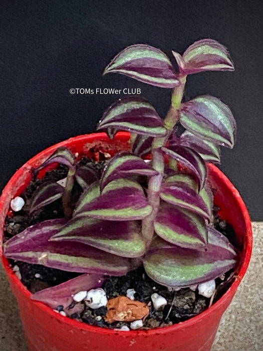 Tradescantia Zebrina Pumilla, organically grown tropical plants for sale at TOMs FLOWer CLUB.