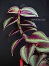 Tradescantia Zebrina Pumilla, organically grown tropical plants for sale at TOMs FLOWer CLUB.