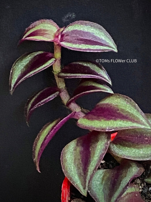 Tradescantia Zebrina Pumilla, organically grown tropical plants for sale at TOMs FLOWer CLUB.