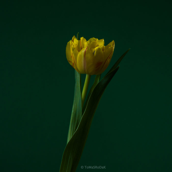 Yellow Tulip as ART PAPER PRINT by © Tomas Rodak, TOMs FLOWer CLUB, from 10x10cm up to 50x50cm available for unlimited sale.