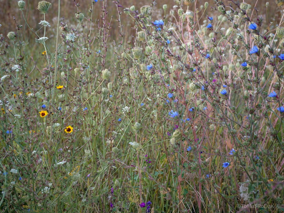 Wildflowers, Wildblumen, Wiesenblumen, Fieldflowers, organic flowers, TOMs FLOWer CLUB, Tomas Rodak, florales Foto, floral photography, Landhaus, country side