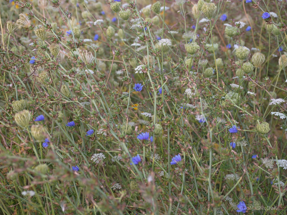 Wildflowers, Wildblumen, Wiesenblumen, Fieldflowers, organic flowers, TOMs FLOWer CLUB, Tomas Rodak, florales Foto, floral photography, Landhaus, country side