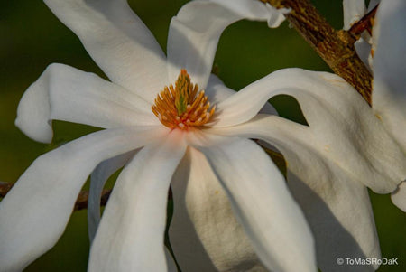 White magnolia by TOMas Rodak, real photo behind acrylic glass in limited edition runs of 139 for sale at TOMs FLOWer CLUB, gallery quality, signed, numbered and certified.
