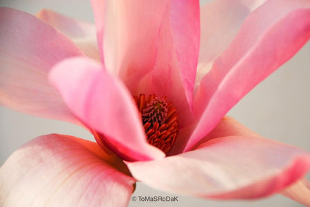 White magnolia by TOMas Rodak, real photo behind acrylic glass in limited edition runs of 139 for sale at TOMs FLOWer CLUB, gallery quality, signed, numbered and certified.