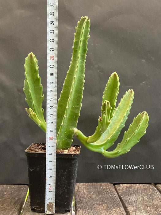 Stapelia gigantea, organically grown succulent plants for sale at TOMsFLOWer CLUB.