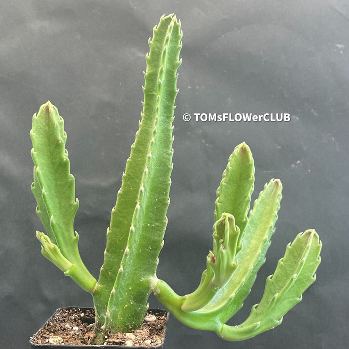Stapelia gigantea, organically grown succulent plants for sale at TOMsFLOWer CLUB.
