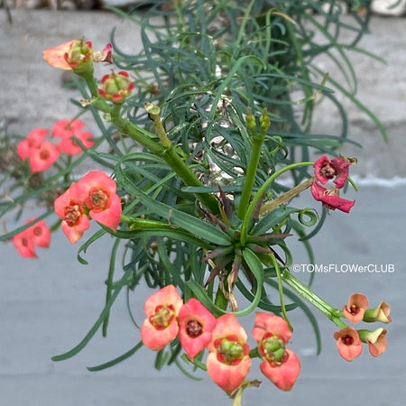 Sun loving Madagaskar succulent plant Euphorbia Gottlebei for sale by TOMs FLOWer CLUB.