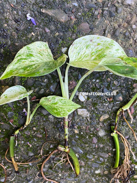 Rooted cutting of Scindapsus Aureus Marble Queen, organically grown tropical plants for sale at TOMsFLOWer CLUB.