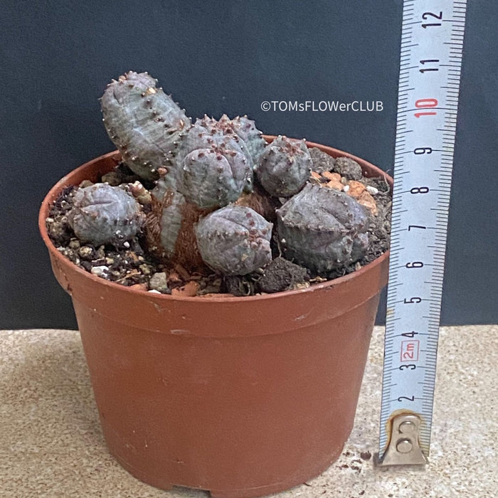 Euphorbia Pseudoglobosa, organically grown succulent plants for sale at TOMsFLOWer CLUB.
