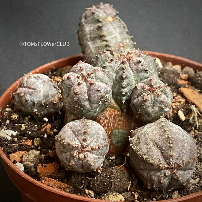 Euphorbia Pseudoglobosa, organically grown succulent plants for sale at TOMsFLOWer CLUB.
