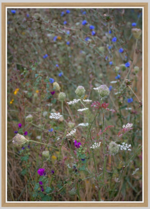 Wildflowers, Wildblumen, Wiesenblumen, Fieldflowers, organic flowers, TOMs FLOWer CLUB, Tomas Rodak, florales Foto, floral photography, Landhaus, country side