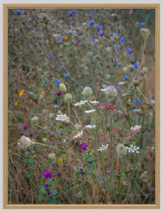 PHOTO PICTURE - WILDFLOWER 1