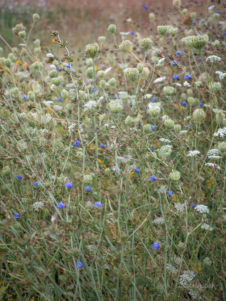 Wildflowers, Wildblumen, Wiesenblumen, Fieldflowers, organic flowers, TOMs FLOWer CLUB, Tomas Rodak, florales Foto, floral photography, Landhaus, country side