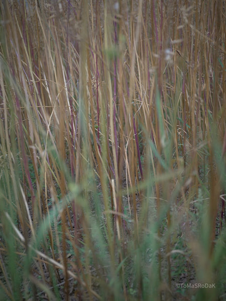 Wildflowers, Wildblumen, Wiesenblumen, Fieldflowers, organic flowers, TOMs FLOWer CLUB, Tomas Rodak, florales Foto, floral photography, Landhaus, country side
