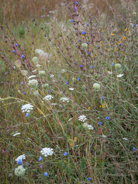 Wildflowers, Wildblumen, Wiesenblumen, Fieldflowers, organic flowers, TOMs FLOWer CLUB, Tomas Rodak, florales Foto, floral photography, Landhaus, country side