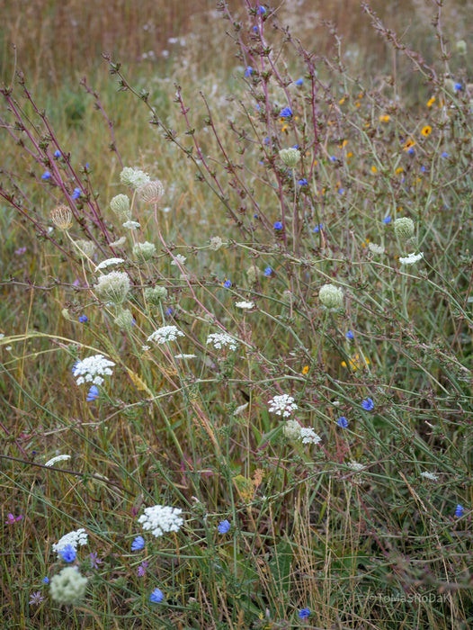Wildflowers, Wildblumen, Wiesenblumen, Fieldflowers, organic flowers, TOMs FLOWer CLUB, Tomas Rodak, florales Foto, floral photography, Landhaus, country side