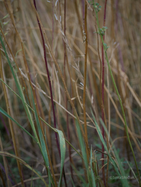 Wildflowers, Wildblumen, Wiesenblumen, Fieldflowers, organic flowers, TOMs FLOWer CLUB, Tomas Rodak, florales Foto, floral photography, Landhaus, country side