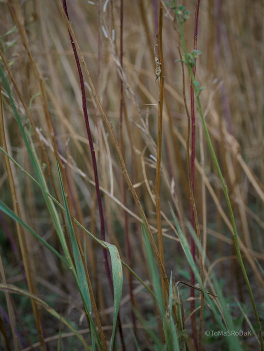 Wildflowers, Wildblumen, Wiesenblumen, Fieldflowers, organic flowers, TOMs FLOWer CLUB, Tomas Rodak, florales Foto, floral photography, Landhaus, country side