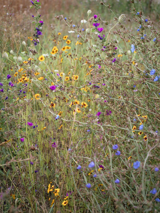 Wildflowers, Wildblumen, Wiesenblumen, Fieldflowers, organic flowers, TOMs FLOWer CLUB, Tomas Rodak, florales Foto, floral photography, Landhaus, country side