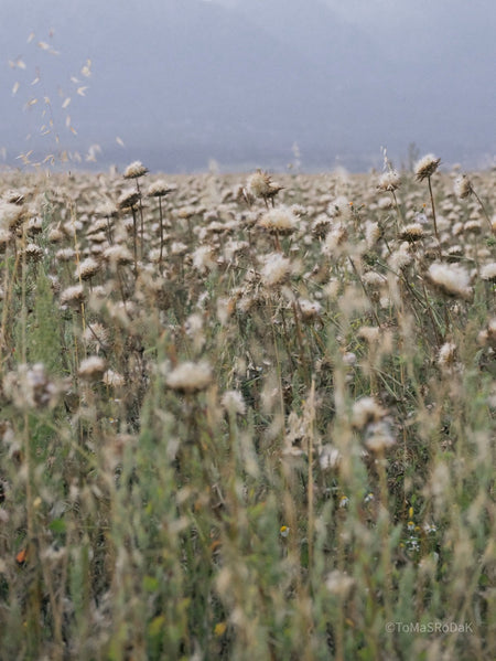 Wildflowers, Wildblumen, Wiesenblumen, Fieldflowers, organic flowers, TOMs FLOWer CLUB, Tomas Rodak, florales Foto, floral photography, Landhaus, country side
