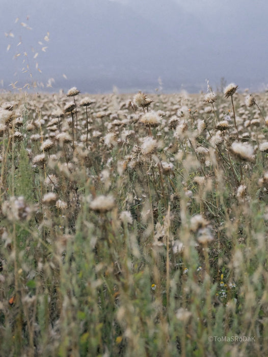 Wildflowers, Wildblumen, Wiesenblumen, Fieldflowers, organic flowers, TOMs FLOWer CLUB, Tomas Rodak, florales Foto, floral photography, Landhaus, country side
