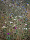 Wildflowers, Wildblumen, Wiesenblumen, Fieldflowers, organic flowers, TOMs FLOWer CLUB, Tomas Rodak, florales Foto, floral photography, Landhaus, country side