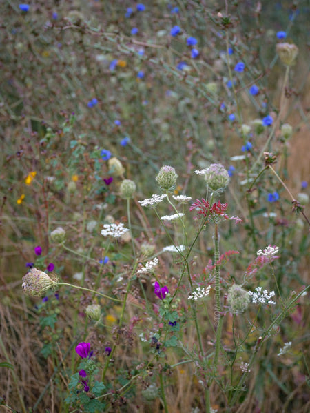 Wildflowers, Wildblumen, Wiesenblumen, Fieldflowers, organic flowers, TOMs FLOWer CLUB, Tomas Rodak, florales Foto, floral photography, Landhaus, country side