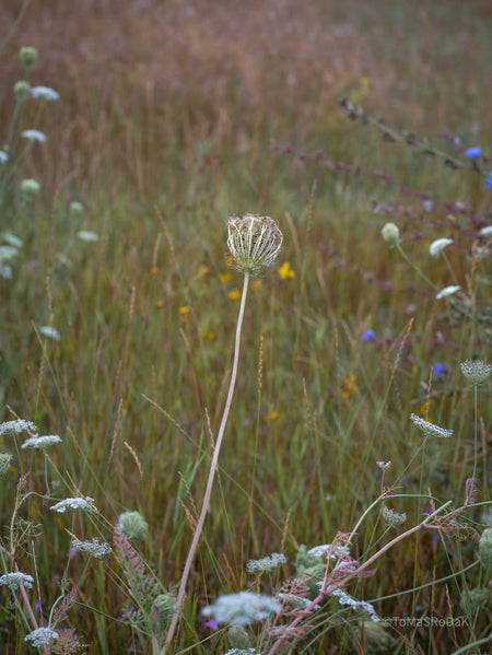 Wildflowers, Wildblumen, Wiesenblumen, Fieldflowers, organic flowers, TOMs FLOWer CLUB, Tomas Rodak, florales Foto, floral photography, Landhaus, country side