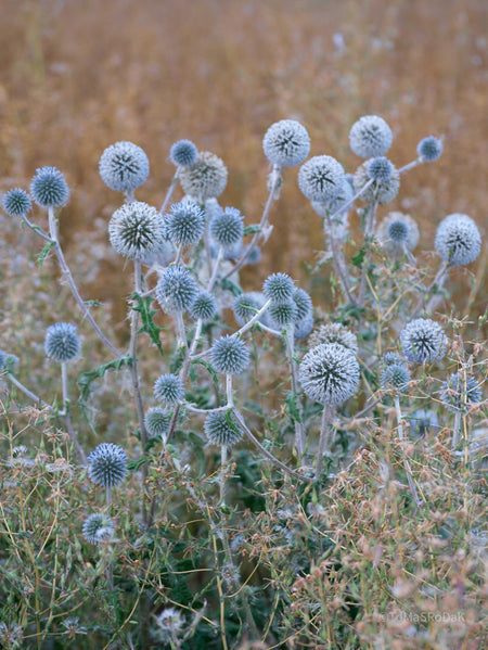 Wildflowers, Wildblumen, Wiesenblumen, Fieldflowers, organic flowers, TOMs FLOWer CLUB, Tomas Rodak, florales Foto, floral photography, Landhaus, country side