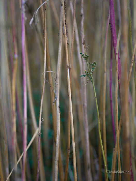 Wildflowers, Wildblumen, Wiesenblumen, Fieldflowers, organic flowers, TOMs FLOWer CLUB, Tomas Rodak, florales Foto, floral photography, Landhaus, country side