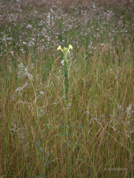 Wildflowers, Wildblumen, Wiesenblumen, Fieldflowers, organic flowers, TOMs FLOWer CLUB, Tomas Rodak, florales Foto, floral photography, Landhaus, country side
