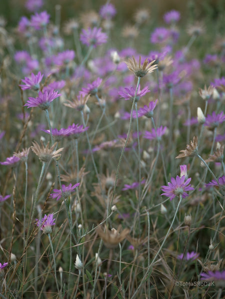 Wildflowers, Wildblumen, Wiesenblumen, Fieldflowers, organic flowers, TOMs FLOWer CLUB, Tomas Rodak, florales Foto, floral photography, Landhaus, country side