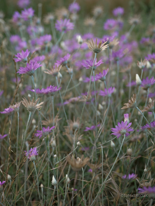 Wildflowers, Wildblumen, Wiesenblumen, Fieldflowers, organic flowers, TOMs FLOWer CLUB, Tomas Rodak, florales Foto, floral photography, Landhaus, country side