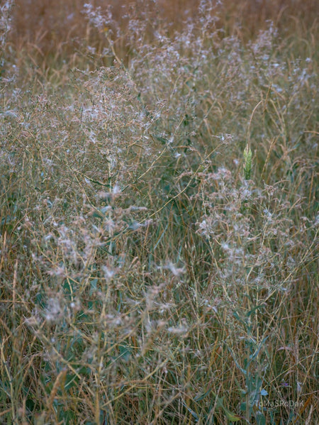 Wildflowers, Wildblumen, Wiesenblumen, Fieldflowers, organic flowers, TOMs FLOWer CLUB, Tomas Rodak, florales Foto, floral photography, Landhaus, country side