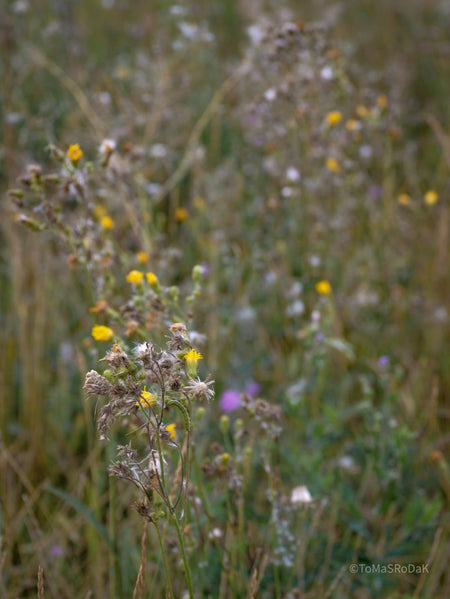Wildflowers, Wildblumen, Wiesenblumen, Fieldflowers, organic flowers, TOMs FLOWer CLUB, Tomas Rodak, florales Foto, floral photography, Landhaus, country side