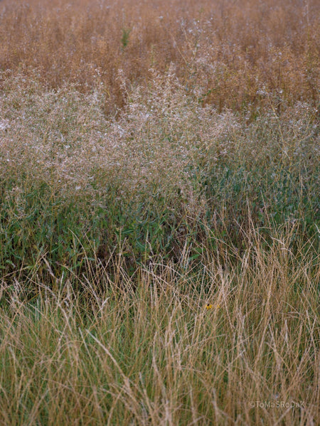 Wildflowers, Wildblumen, Wiesenblumen, Fieldflowers, organic flowers, TOMs FLOWer CLUB, Tomas Rodak, florales Foto, floral photography, Landhaus, country side