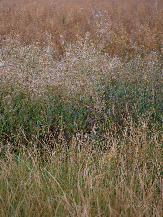 Wildflowers, Wildblumen, Wiesenblumen, Fieldflowers, organic flowers, TOMs FLOWer CLUB, Tomas Rodak, florales Foto, floral photography, Landhaus, country side