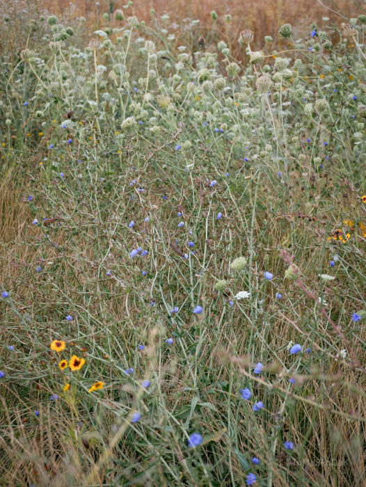 Wildflowers, Wildblumen, Wiesenblumen, Fieldflowers, organic flowers, TOMs FLOWer CLUB, Tomas Rodak, florales Foto, floral photography, Landhaus, country side, cosy home, modern,