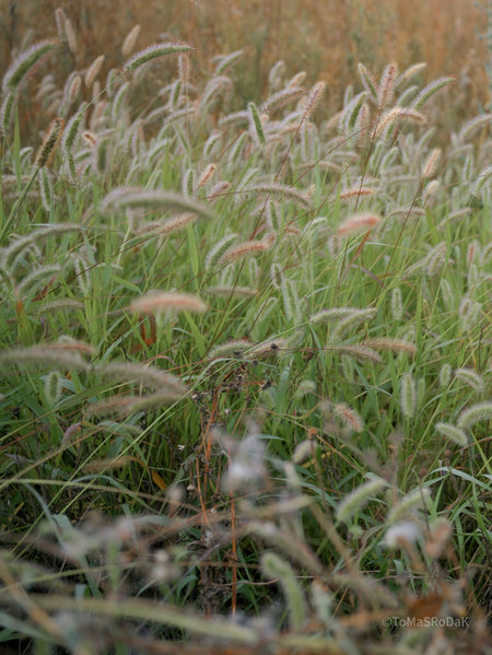 Wildflowers, Wildblumen, Wiesenblumen, Fieldflowers, organic flowers, TOMs FLOWer CLUB, Tomas Rodak, florales Foto, floral photography, Landhaus, country side