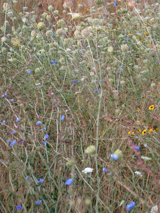 Wildflowers, Wildblumen, Wiesenblumen, Fieldflowers, organic flowers, TOMs FLOWer CLUB, Tomas Rodak, florales Foto, floral photography, Landhaus, country side