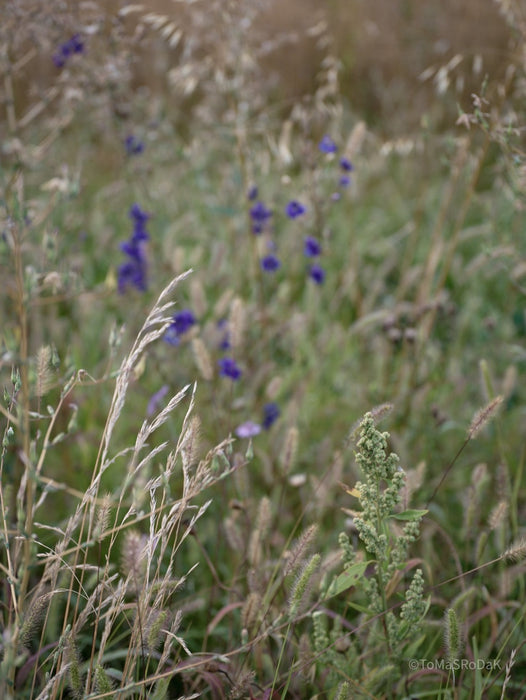 Wildflowers, Wildblumen, Wiesenblumen, Fieldflowers, organic flowers, TOMs FLOWer CLUB, Tomas Rodak, florales Foto, floral photography, Landhaus, country side