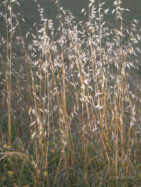 Wildflowers, Wildblumen, Wiesenblumen, Fieldflowers, organic flowers, TOMs FLOWer CLUB, Tomas Rodak, florales Foto, floral photography, Landhaus, country side