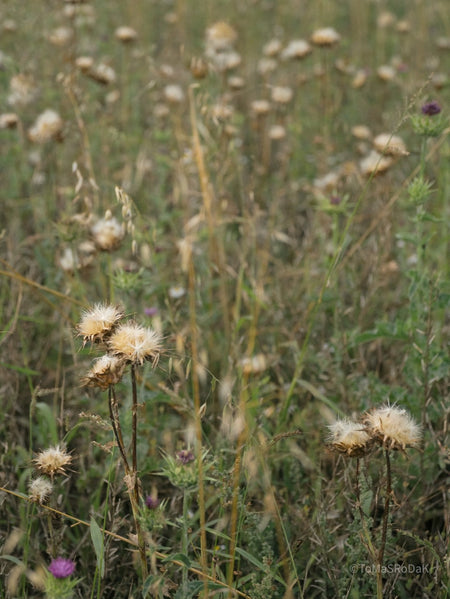 Wildflowers, Wildblumen, Wiesenblumen, Fieldflowers, organic flowers, TOMs FLOWer CLUB, Tomas Rodak, florales Foto, floral photography, Landhaus, country side