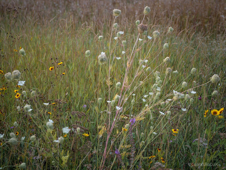 Wildflowers, Wildblumen, Wiesenblumen, Fieldflowers, organic flowers, TOMs FLOWer CLUB, Tomas Rodak, florales Foto, floral photography, Landhaus, country side